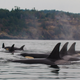 A pod of orca whales.